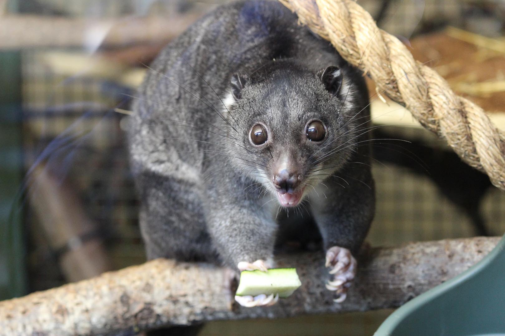 Otis ground cuscus eating courgette held in one paw with mouth open looking at camera Image: HOLLIE WATSON 2022